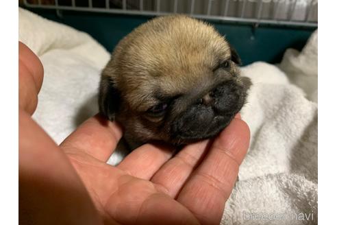 成約済の岐阜県のパグ-176314の9枚目