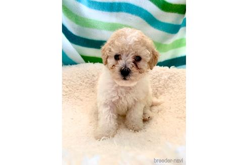 成約済の東京都のミックス犬-176788の19枚目