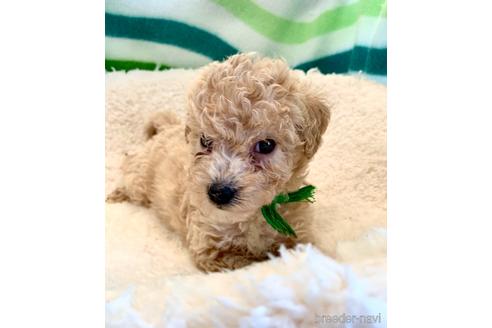 成約済の東京都のミックス犬-176789の27枚目