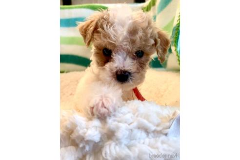 成約済の東京都のミックス犬-176790の6枚目