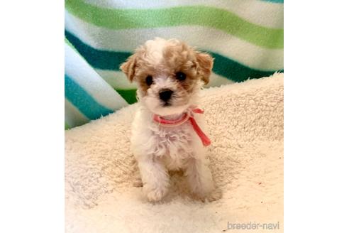 成約済の東京都のミックス犬-176790の4枚目