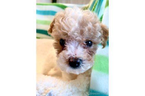 成約済の東京都のミックス犬-176790の3枚目