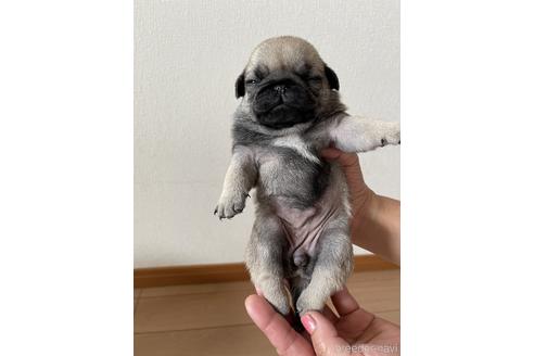 成約済の千葉県のパグ-178677の2枚目