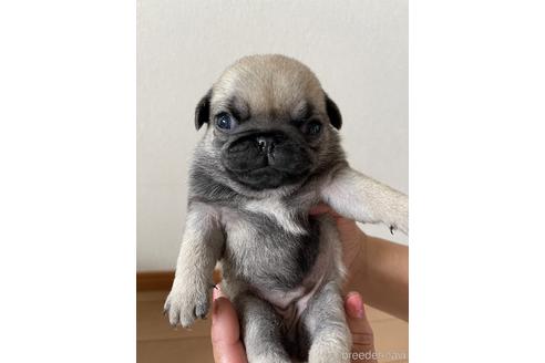 成約済の千葉県のパグ-178677の1枚目