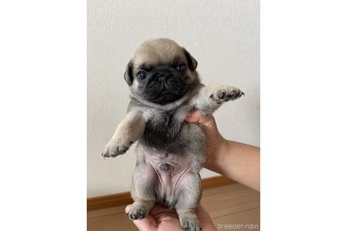 成約済の千葉県のパグ-178680の5枚目