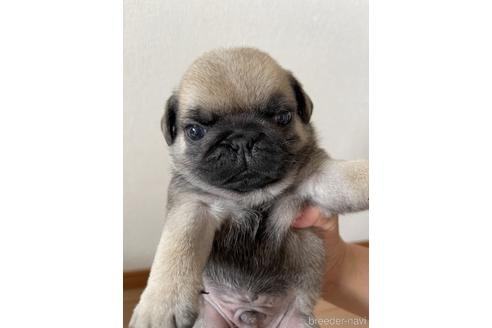 成約済の千葉県のパグ-178680の4枚目