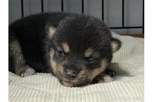 成約済の岡山県の豆柴-176805