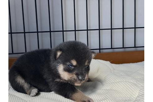 成約済の岡山県の豆柴-176805の4枚目