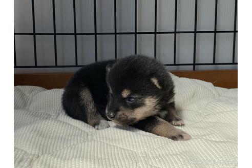 成約済の岡山県の豆柴-176805の3枚目