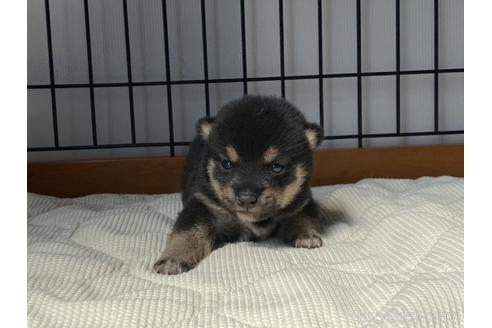 成約済の岡山県の豆柴-176805の2枚目