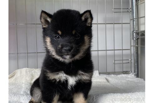 成約済の岡山県の豆柴-178695の5枚目