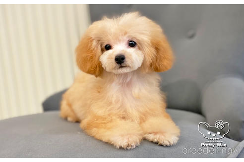 成約済の愛知県のタイニープードル-168403の1枚目