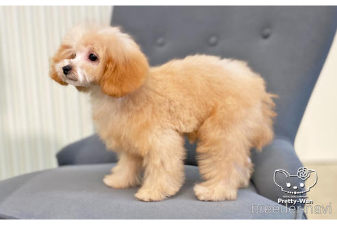 成約済の愛知県のタイニープードル-168403の4枚目