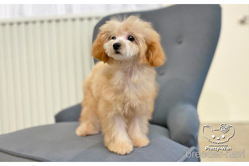 成約済の愛知県のタイニープードル-168403の5枚目