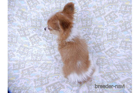 成約済の千葉県のパピヨン-171097の7枚目