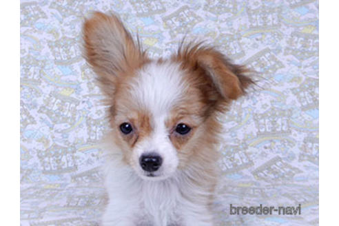 成約済の千葉県のパピヨン-171097の6枚目