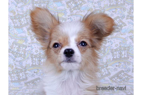 成約済の千葉県のパピヨン-171097の5枚目