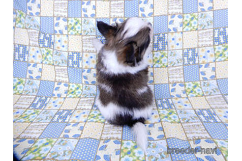 成約済の千葉県のパピヨン-178726の16枚目