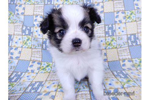 成約済の千葉県のパピヨン-178726の15枚目