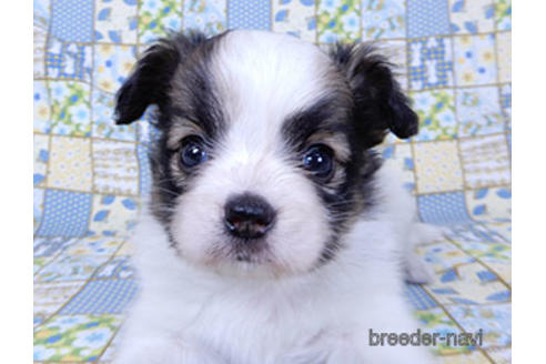 成約済の千葉県のパピヨン-178726の14枚目