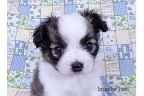 成約済の千葉県のパピヨン-178726の13枚目