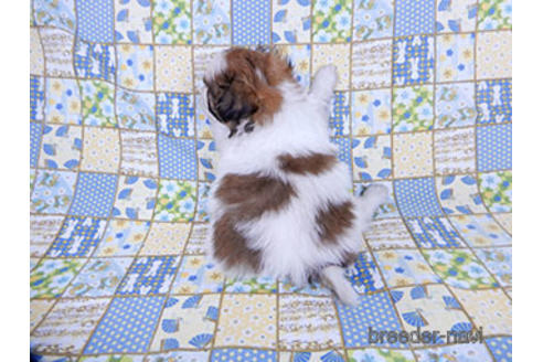 成約済の千葉県のパピヨン-178730の8枚目