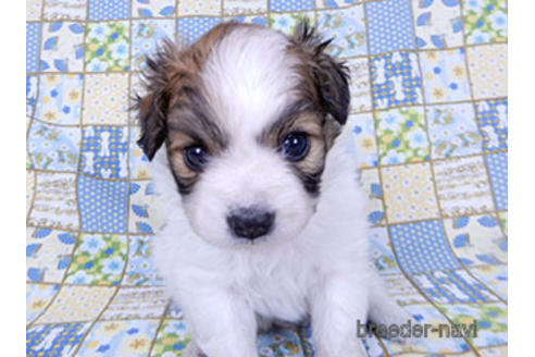 成約済の千葉県のパピヨン-178730の7枚目