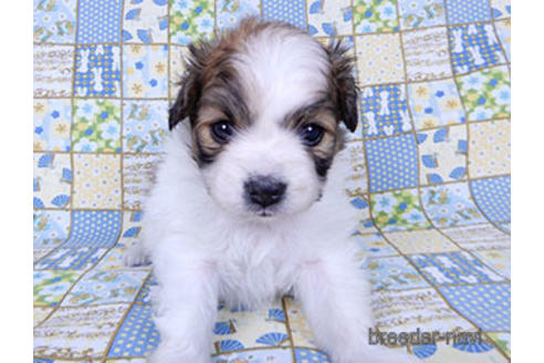 成約済の千葉県のパピヨン-178730の6枚目