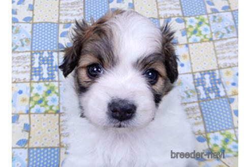 成約済の千葉県のパピヨン-178730の5枚目