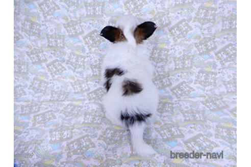 成約済の千葉県のパピヨン-176915の20枚目