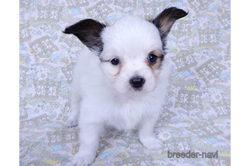 成約済の千葉県のパピヨン-176915の19枚目