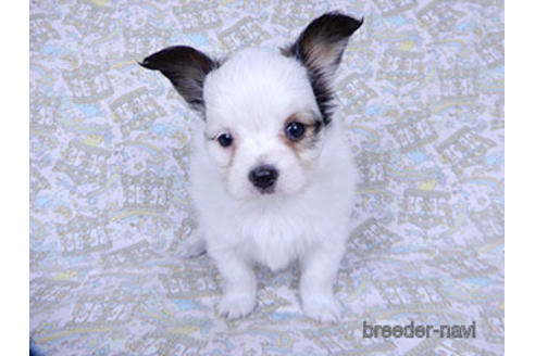 成約済の千葉県のパピヨン-176915の18枚目