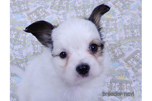 成約済の千葉県のパピヨン-176915の17枚目