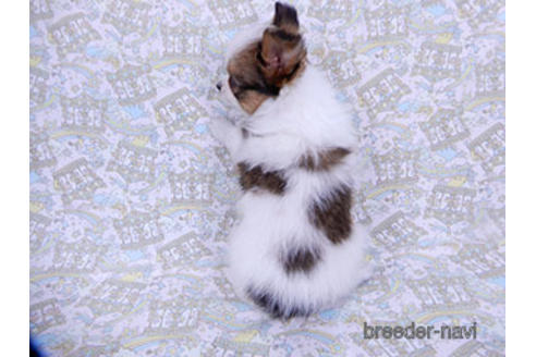 成約済の千葉県のパピヨン-176909の8枚目