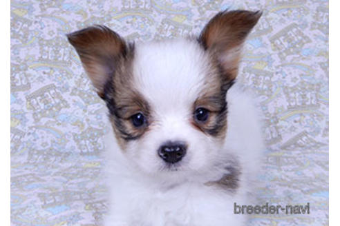 成約済の千葉県のパピヨン-176909の7枚目