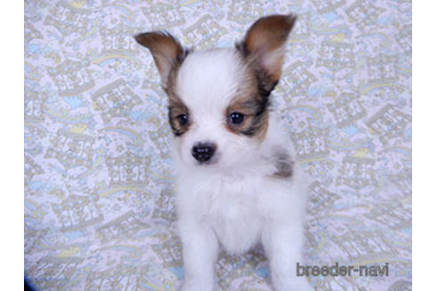 成約済の千葉県のパピヨン-176909の6枚目