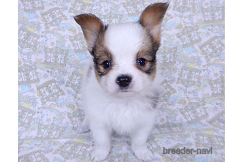 成約済の千葉県のパピヨン-176909の5枚目