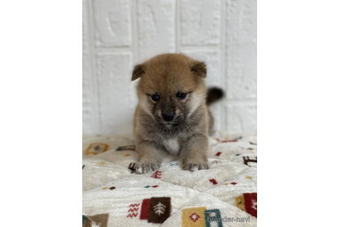 子犬