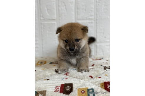 成約済の徳島県の柴犬-178741の1枚目