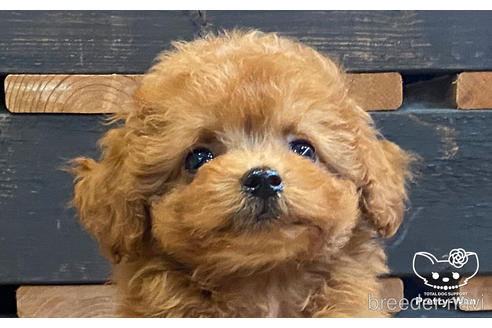 成約済の愛知県のタイニープードル-177101の1枚目