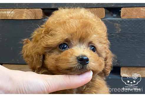 成約済の愛知県のタイニープードル-177101の2枚目