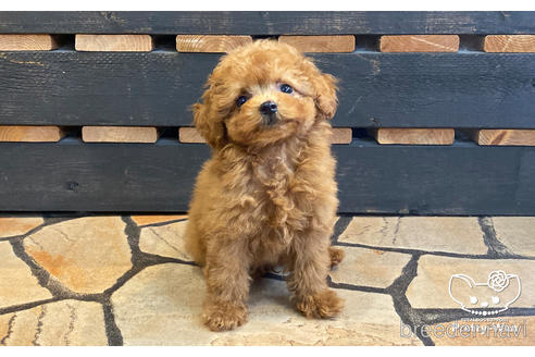 成約済の愛知県のタイニープードル-177101の3枚目