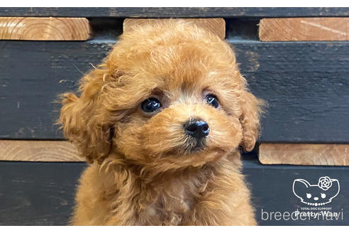 成約済の愛知県のタイニープードル-177101の4枚目