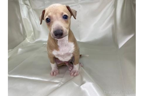 成約済の愛知県のイタリアングレーハウンド(イタグレ)-178839の1枚目