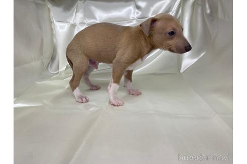 成約済の愛知県のイタリアングレーハウンド(イタグレ)-178839の2枚目