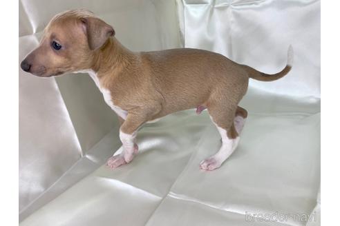 成約済の愛知県のイタリアングレーハウンド(イタグレ)-178839の3枚目