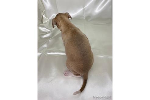 成約済の愛知県のイタリアングレーハウンド(イタグレ)-178839の4枚目