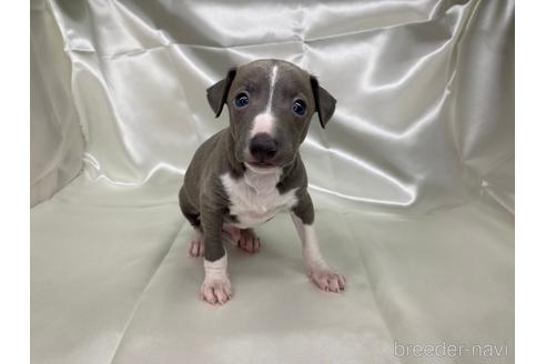 成約済の愛知県のイタリアングレーハウンド(イタグレ)-178840の1枚目