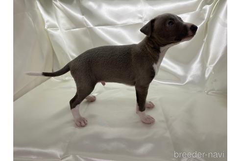 成約済の愛知県のイタリアングレーハウンド(イタグレ)-178840の2枚目