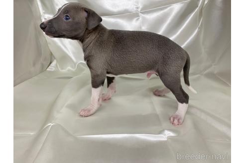 成約済の愛知県のイタリアングレーハウンド(イタグレ)-178840の3枚目